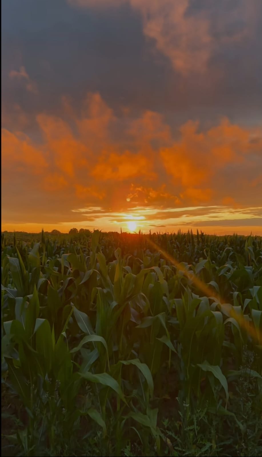 Disfrutando el campo